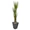 5.5ft. Triple Stalk Yucca Plant in Slate Planter
